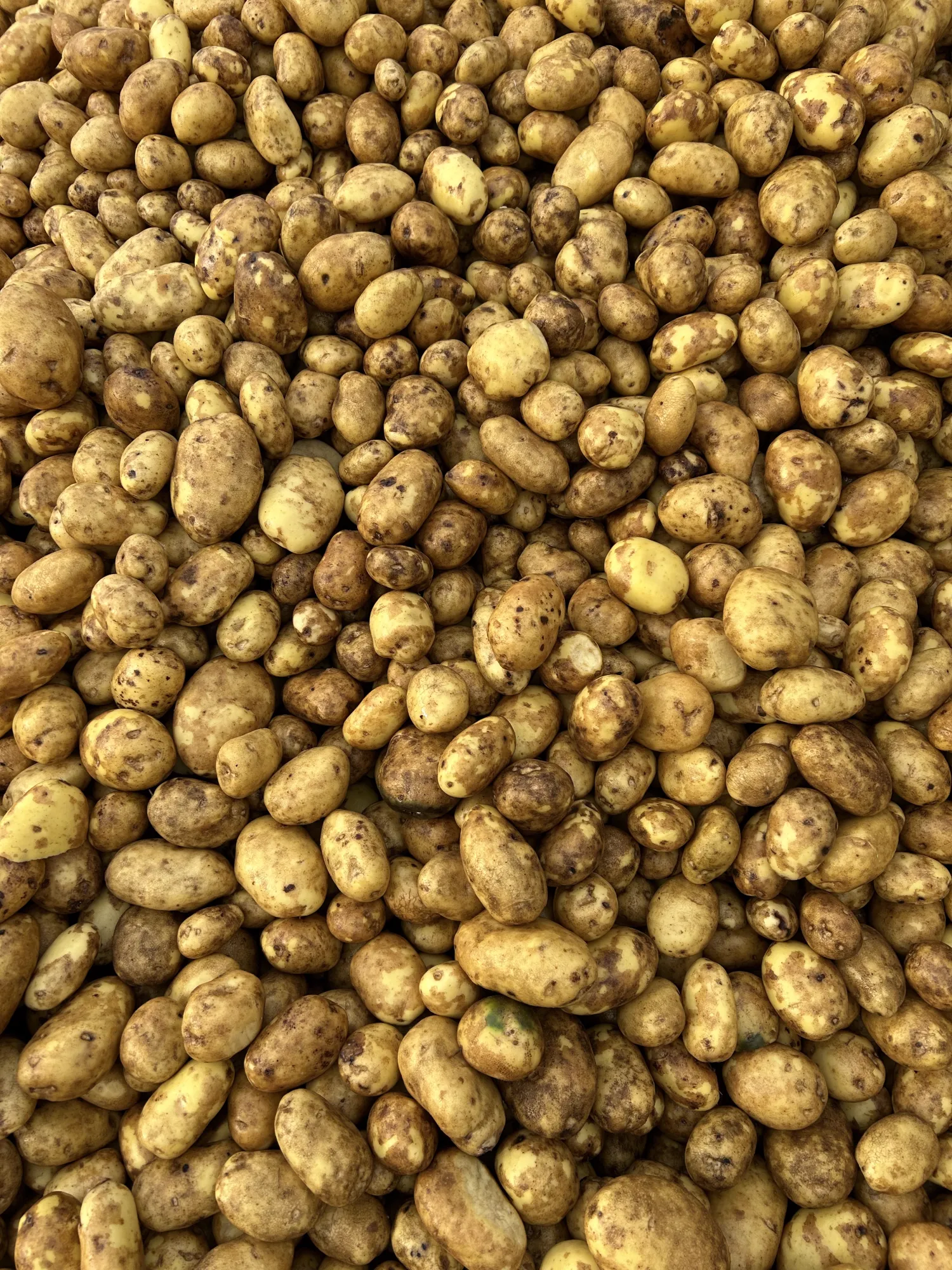 Voederappelen kopen | Gewassen of ongewassen