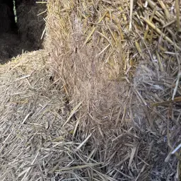 Strobalen te koop - Tarwe & Gerst