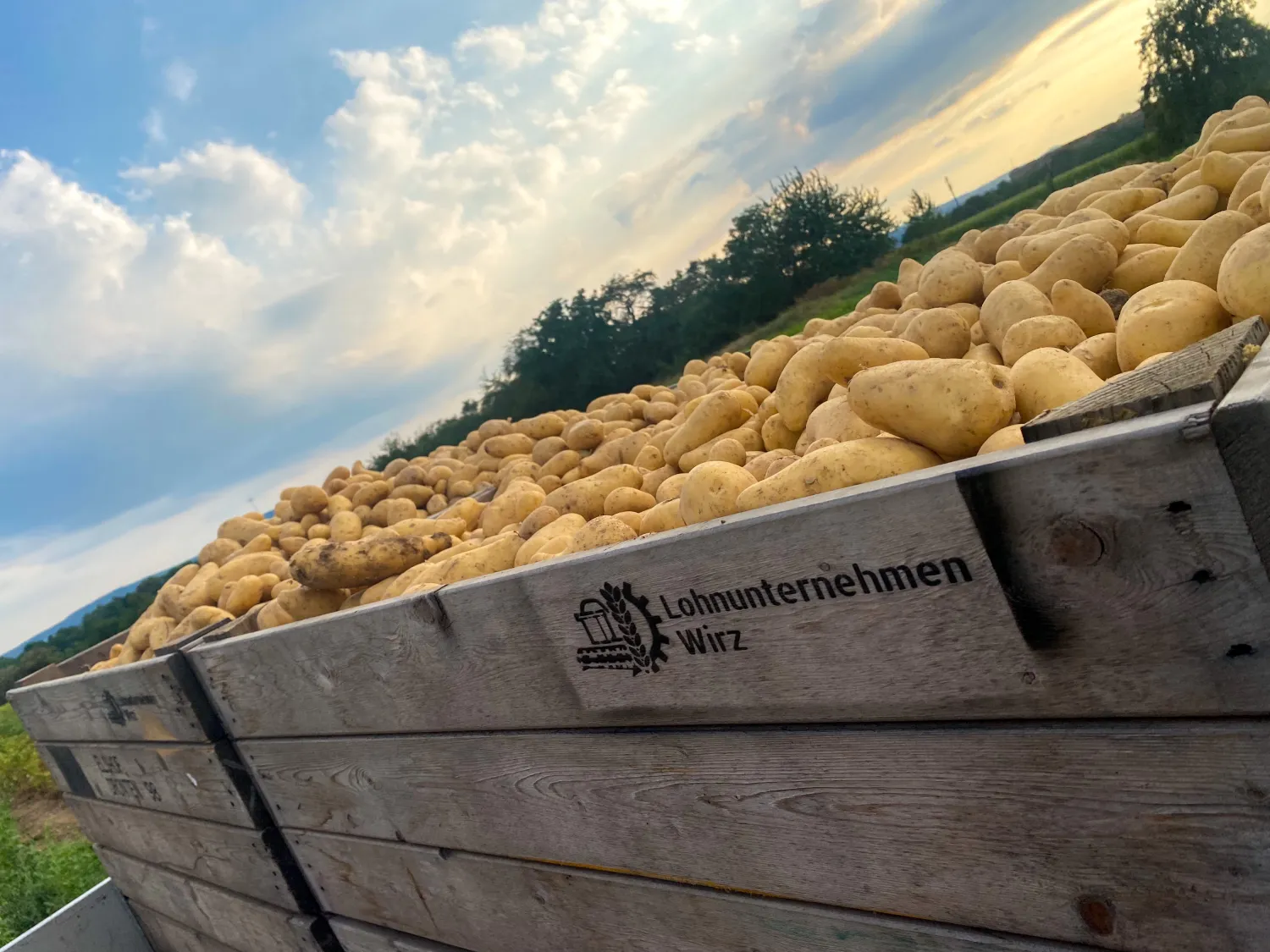 Aardappelen te koop - Belana & Princess