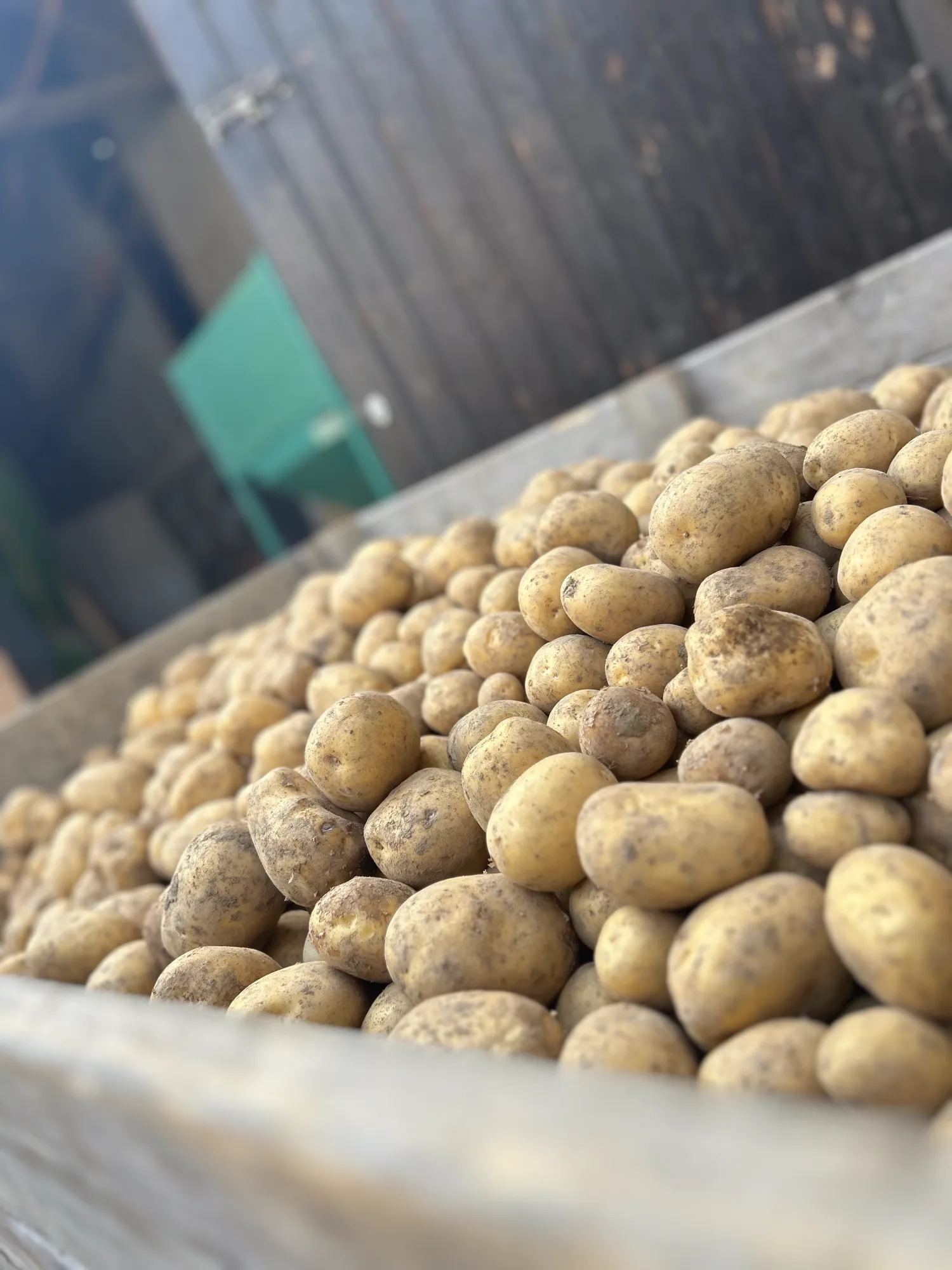 Aardappelen te koop - Belana & Princess