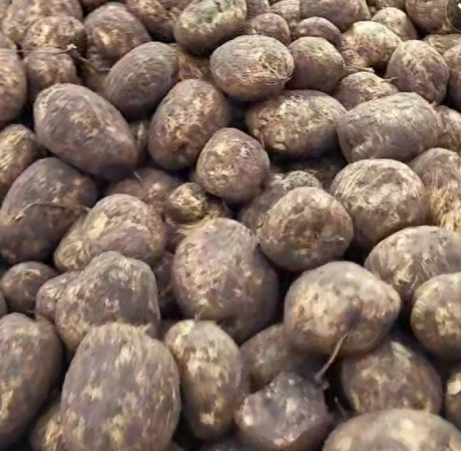 Patatas de fécula Saprodi a la venta: 200 toneladas, 19% fécula