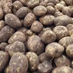 Skrobia ziemniaczana Saprodi na sprzedaż - 200 ton, 19% skrobi