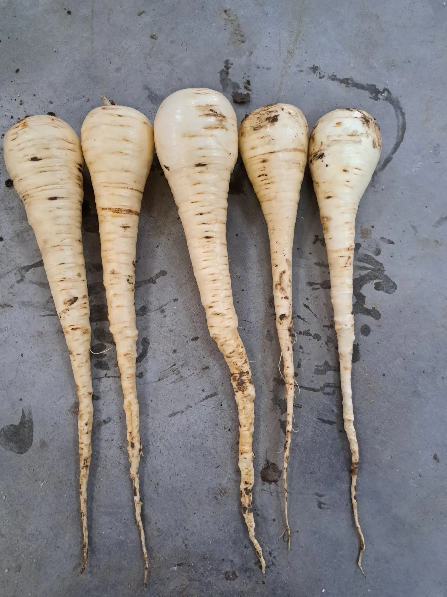 Pastinaak Javelin 2.5 ha - Direct van het Land