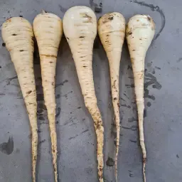 Пастернак Javelin 2.5 га - Прямо з поля