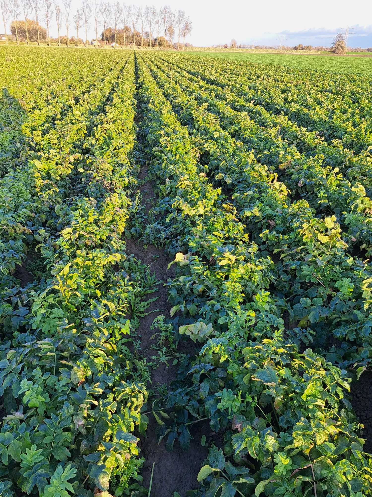 Pastinaak Javelin 2.5 ha - Direct van het Land