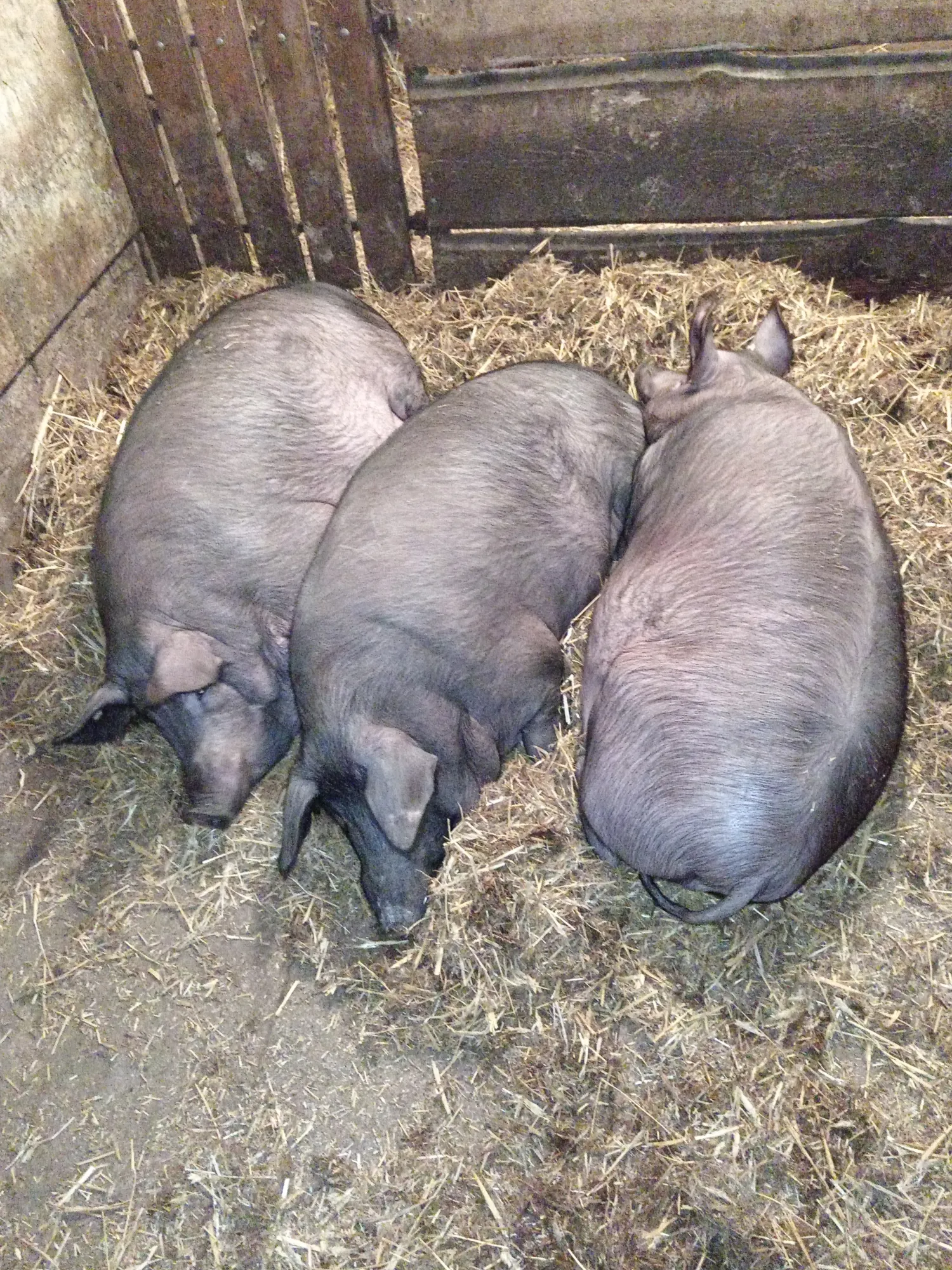 Stro-varkens te koop: Mangalica Duroc Mix (180-200kg)
