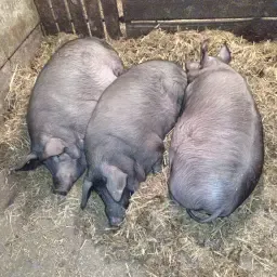 Stro-varkens te koop: Mangalica Duroc Mix (180-200kg)