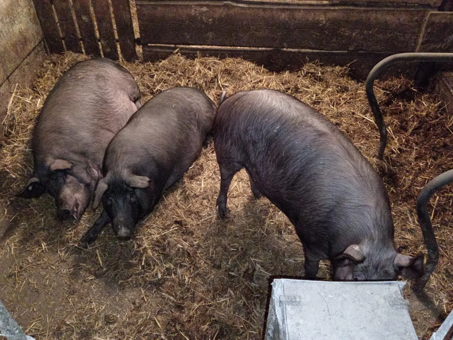 Stro-varkens te koop: Mangalica Duroc Mix (180-200kg)