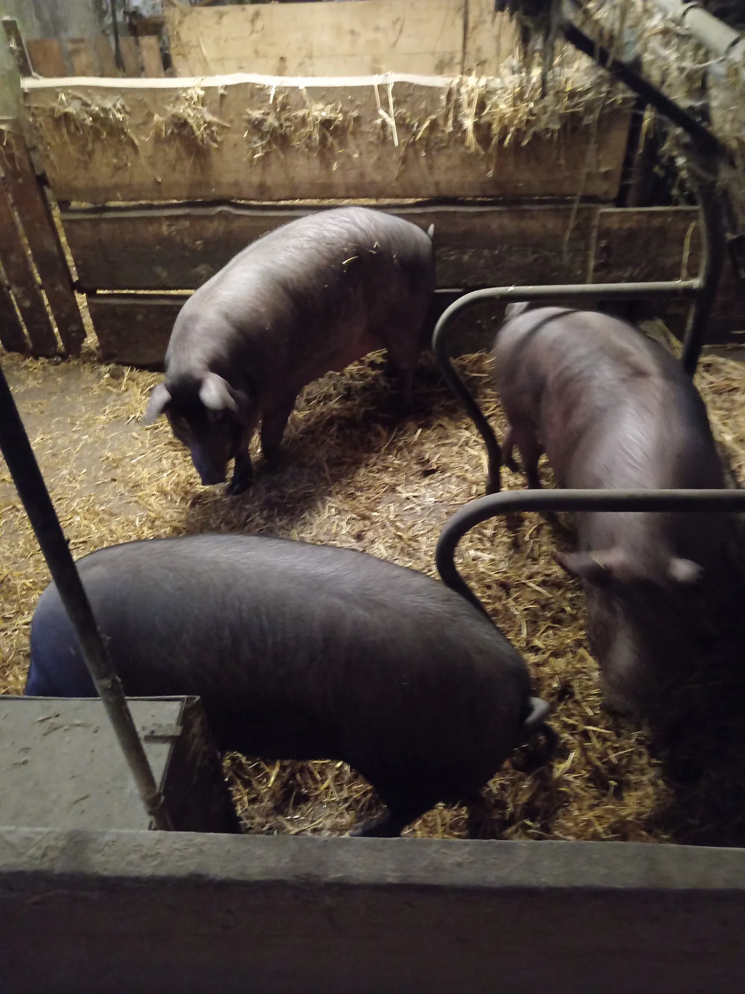 Stro-varkens te koop: Mangalica Duroc Mix (180-200kg)