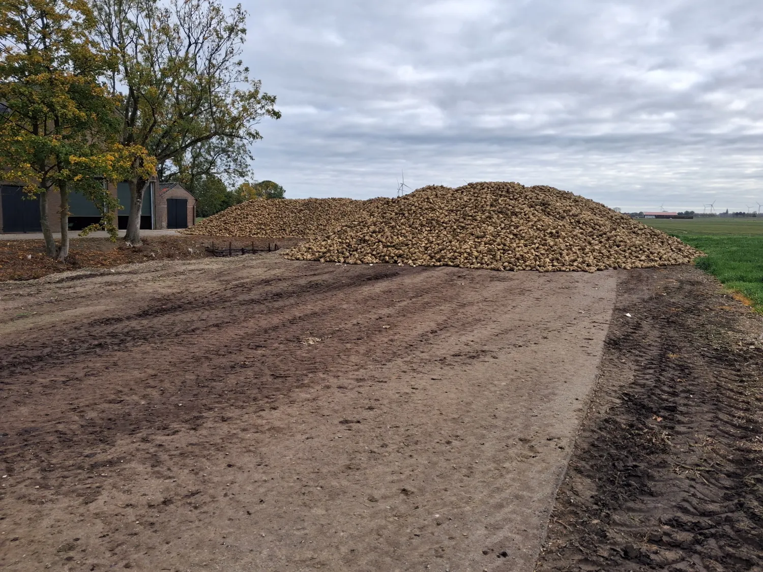 Suikerbieten kopen in Moerdijk | Hoge kwaliteit