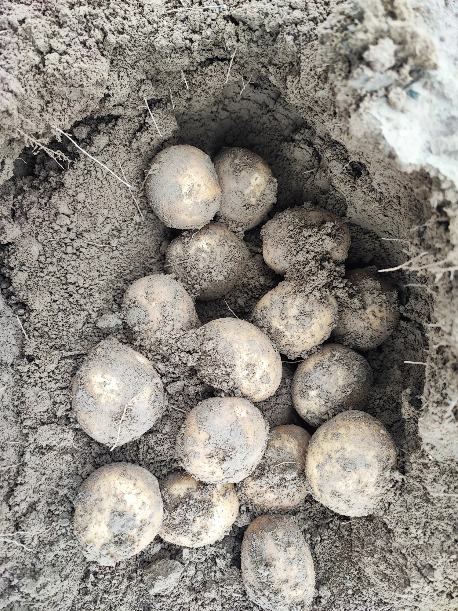 Potatoes for Sale: 700 tons, 17-18% Starch, QS Quality