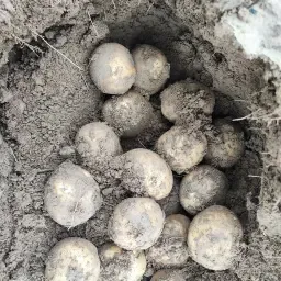 Potatoes for Sale: 700 tons, 17-18% Starch, QS Quality