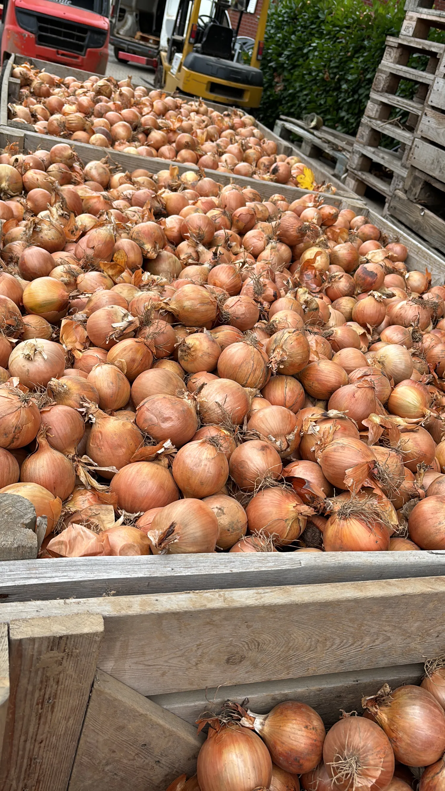 30 ton uien van de Dormo-variëteit te koop