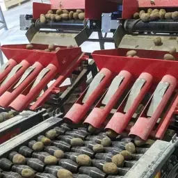 Gesneden Pootgoed: Bespaar Kosten & Verhoog Opbrengst