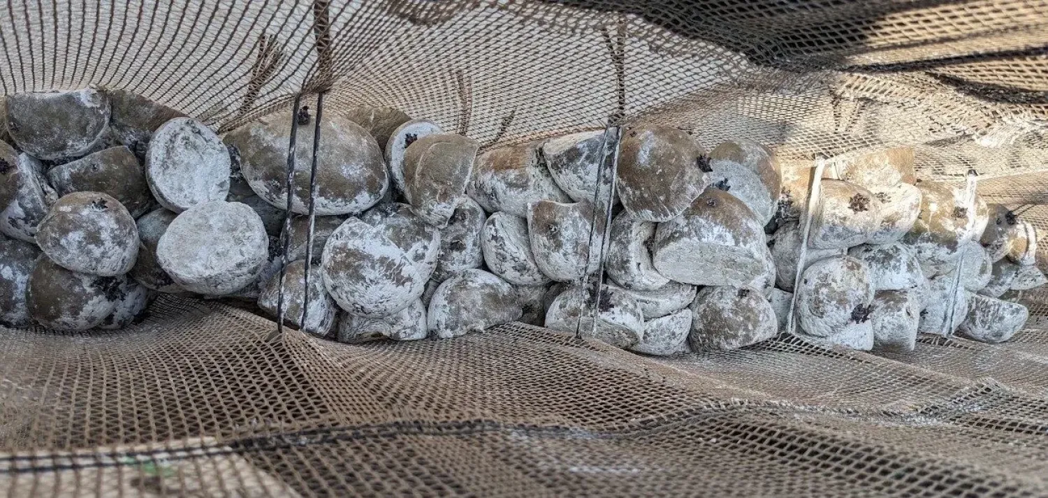 Gesneden Pootgoed: Bespaar Kosten & Verhoog Opbrengst