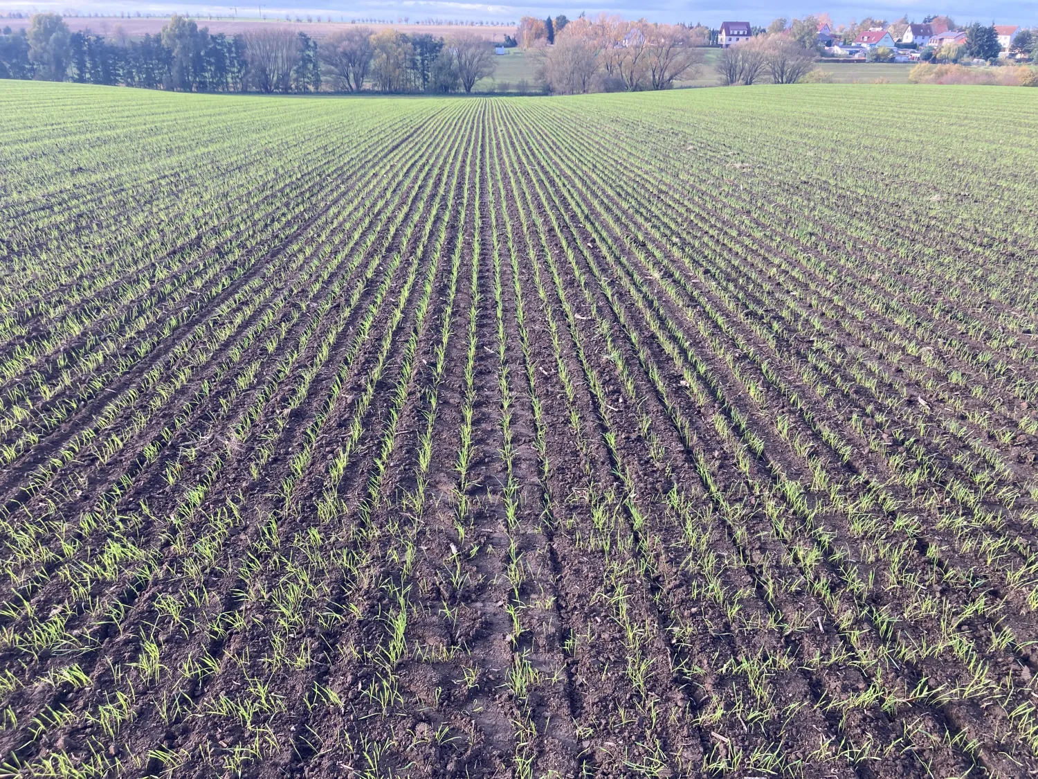 Directzaaien met Bednar Directo 6m - Section Control