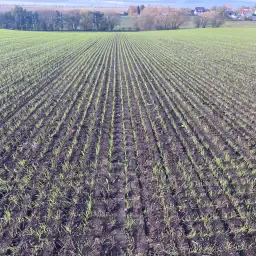 Directzaaien met Bednar Directo 6m - Section Control