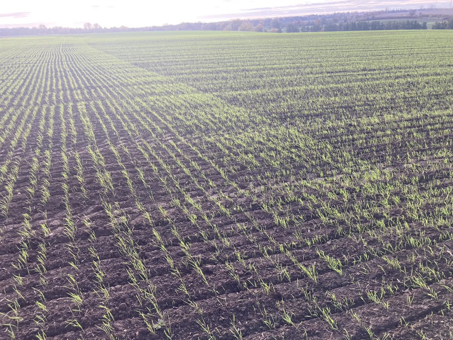 Directzaaien met Bednar Directo 6m - Section Control