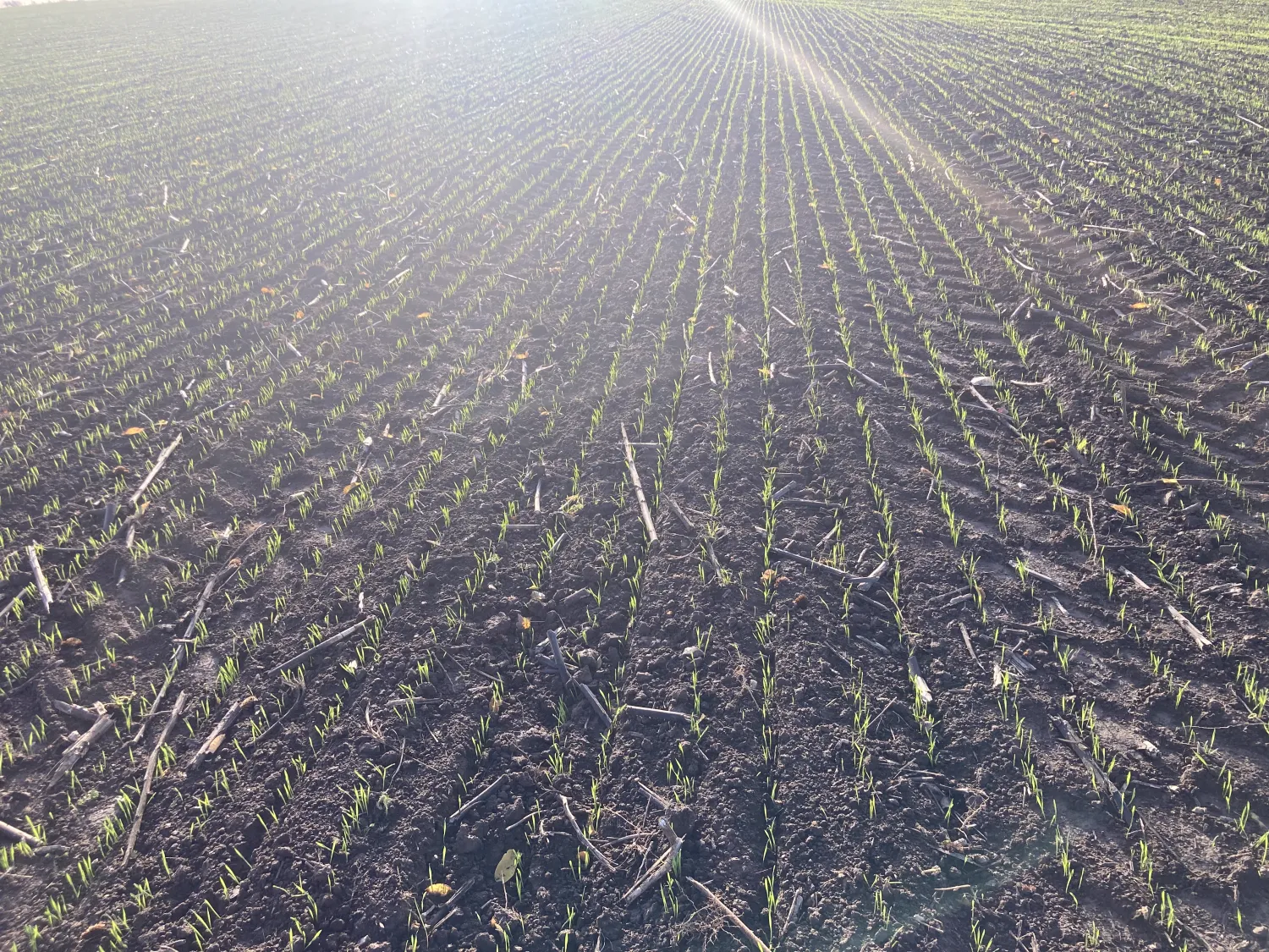 Directzaaien met Bednar Directo 6m - Section Control