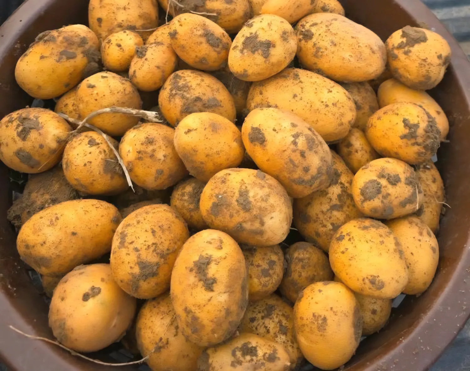 Aardappelen Belana - Topkwaliteit, gesorteerd