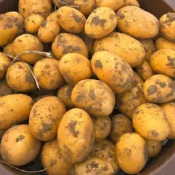 Aardappelen Belana - Topkwaliteit, gesorteerd