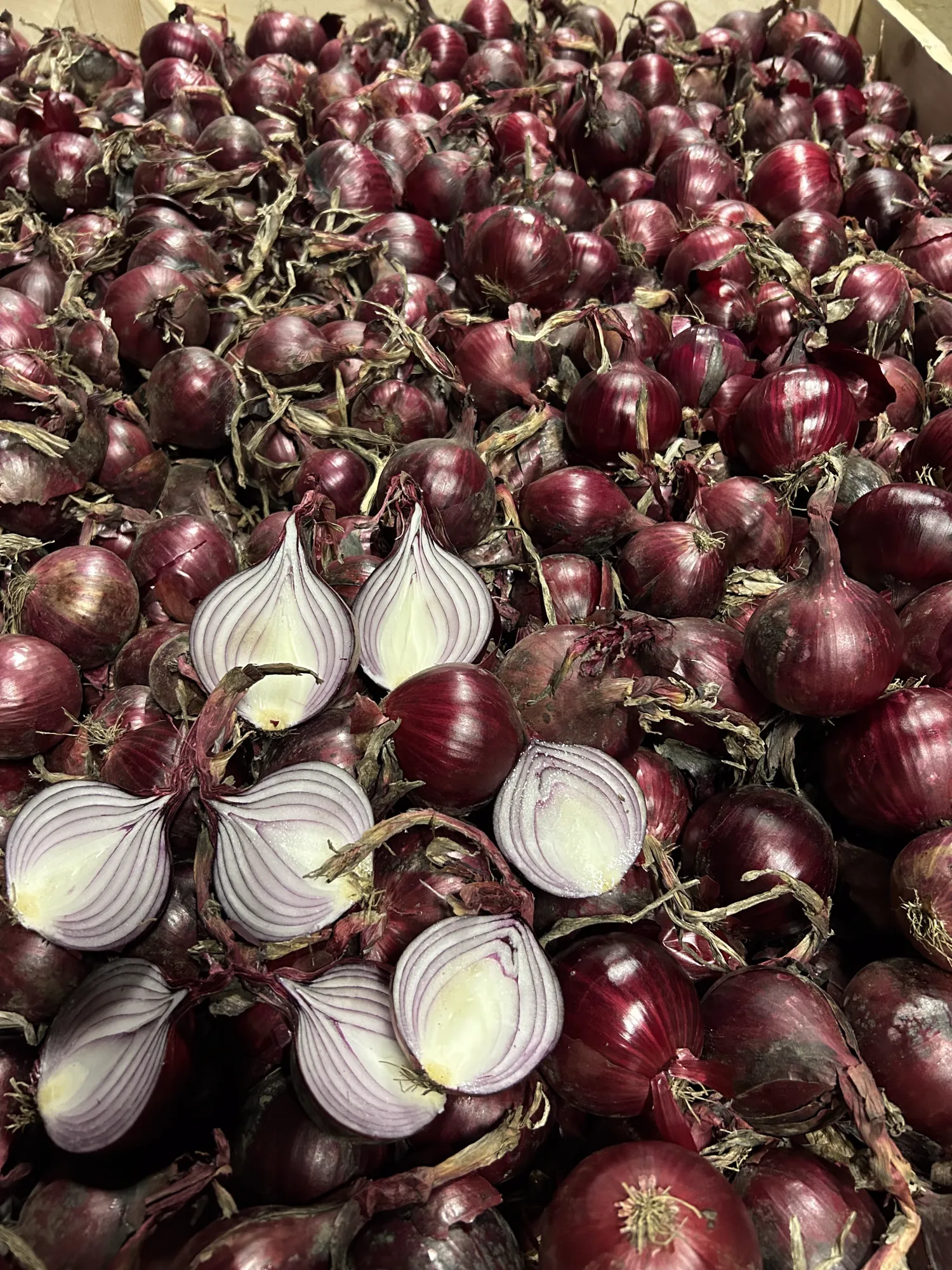 Zaaiuien Red Tide te Koop - Grote Maat, Hoge Kwaliteit