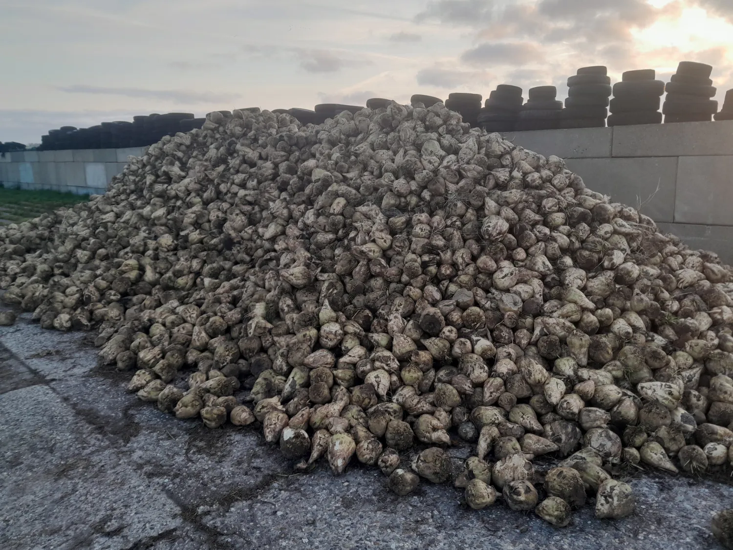 Voederbieten van KWS - Hoge drogestof, Prima voer