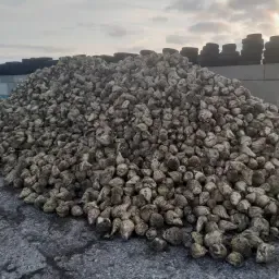 Voederbieten van KWS - Hoge drogestof, Prima voer