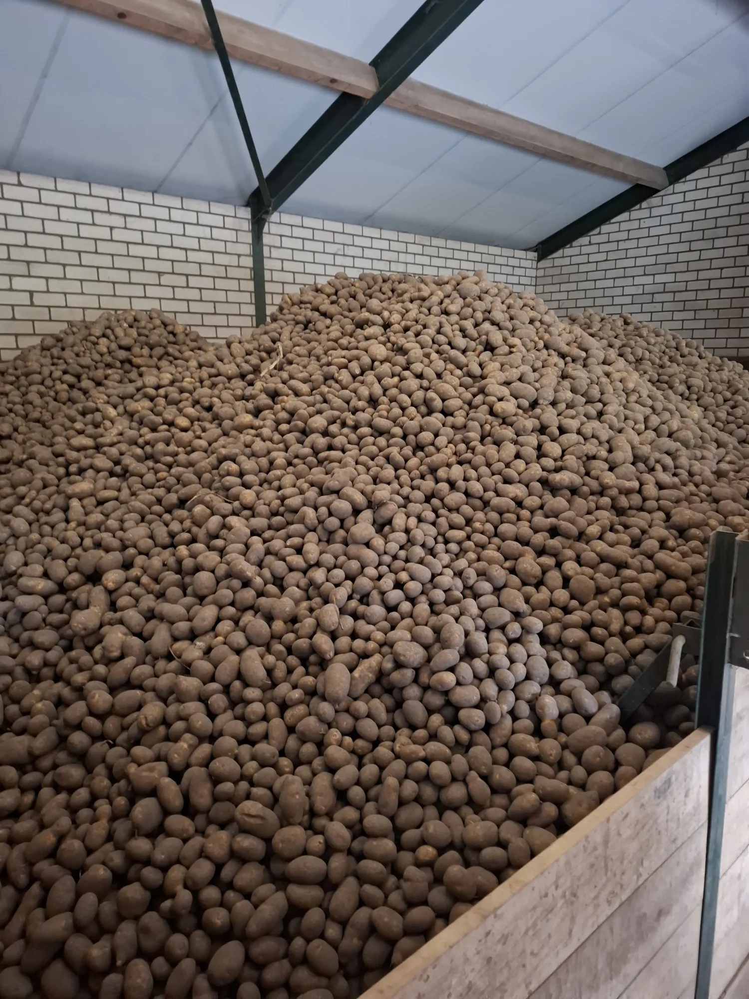 Consumptieaardappelen te koop: Bintje & Frieslander