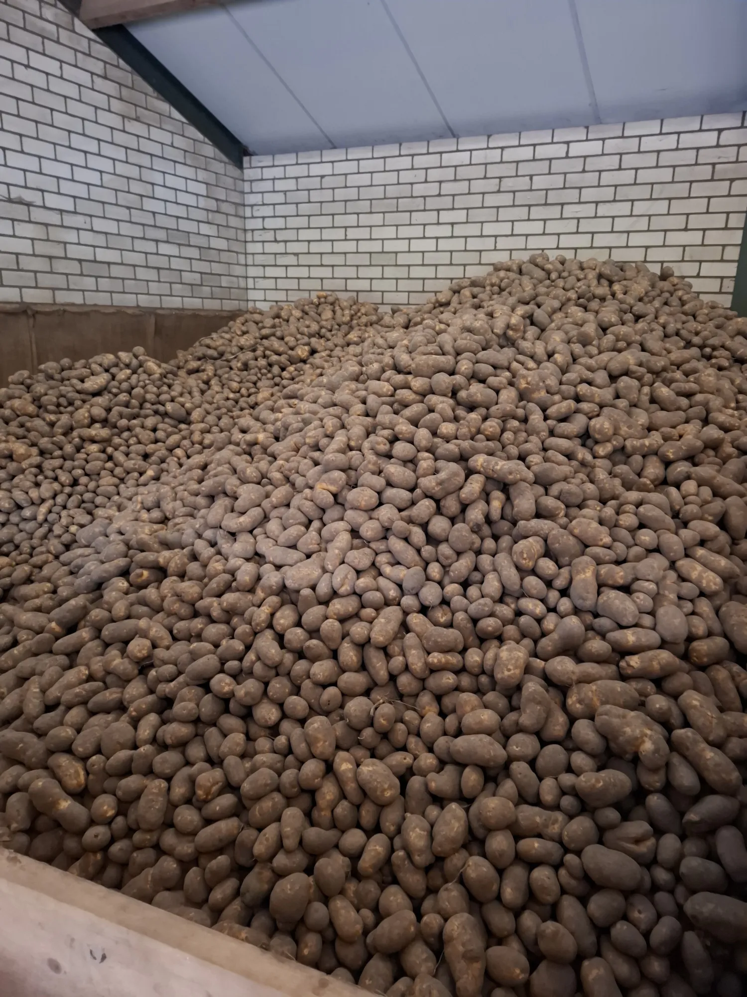 Consumptieaardappelen te koop: Bintje & Frieslander