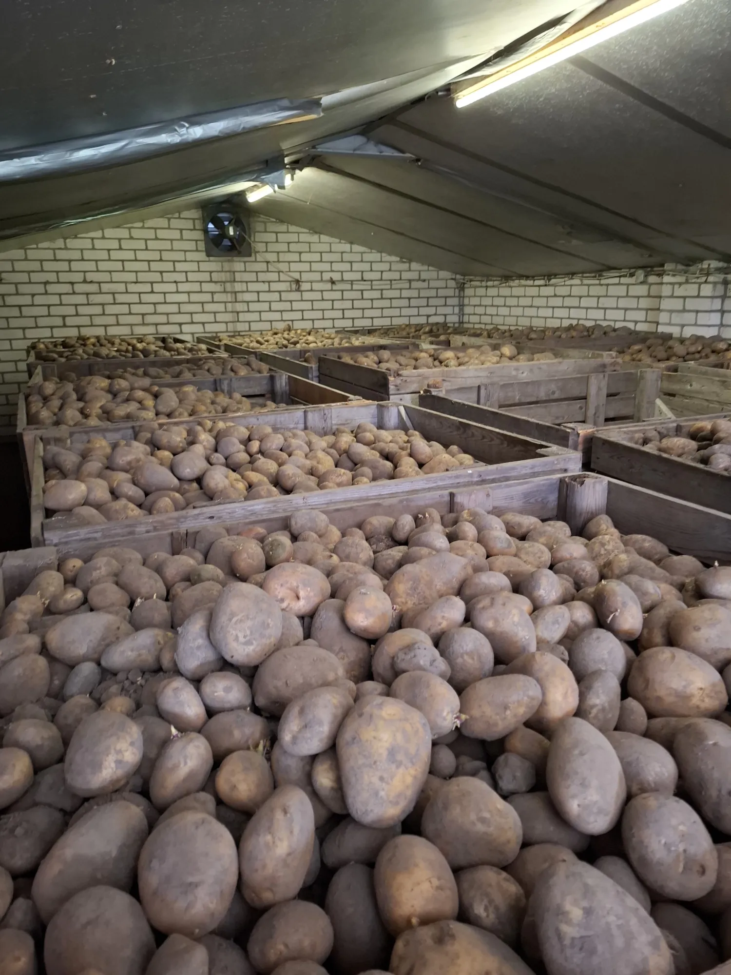 Consumptieaardappelen te koop: Bintje & Frieslander