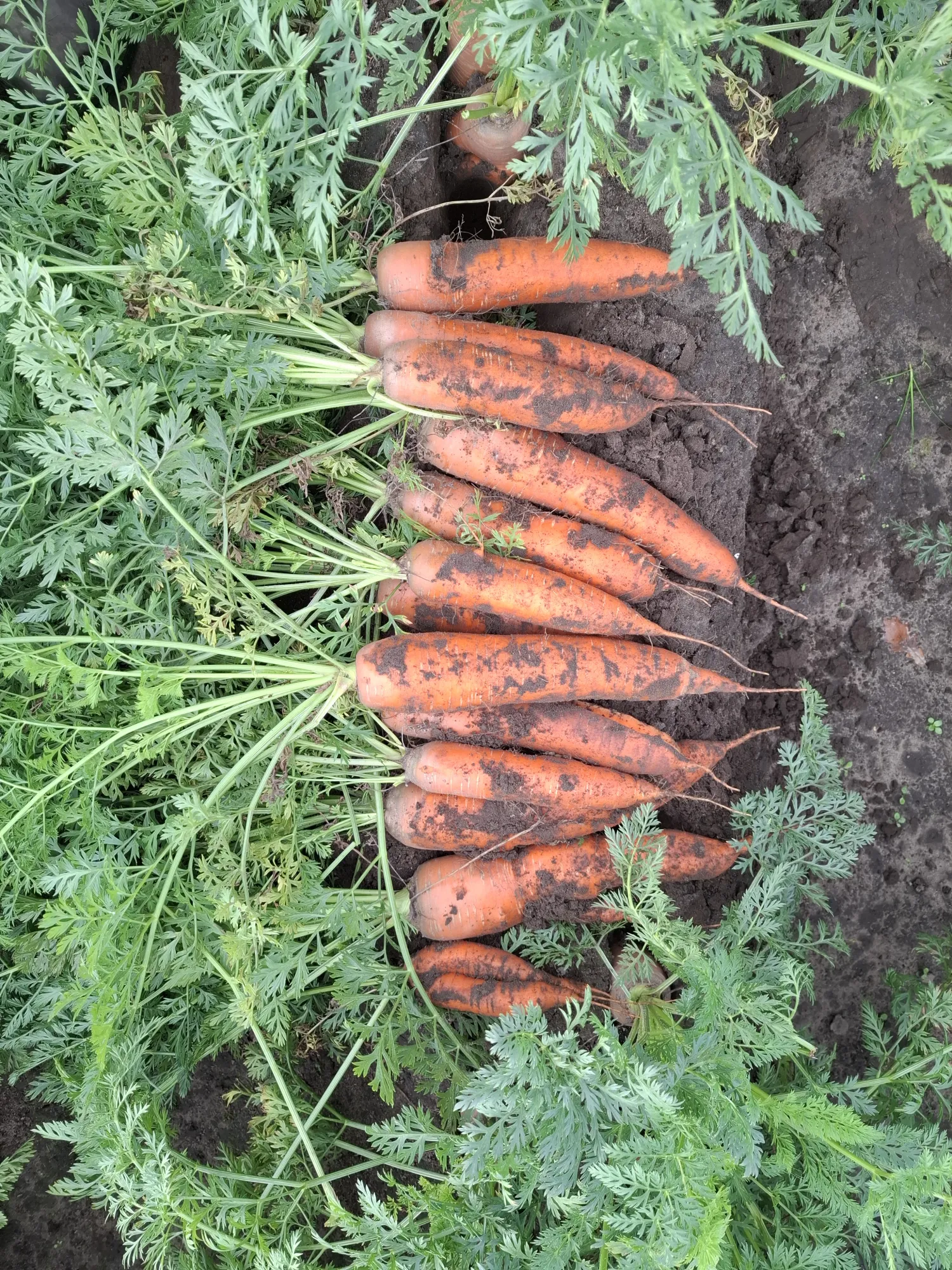 Komarno erwten te koop | Verse oogst