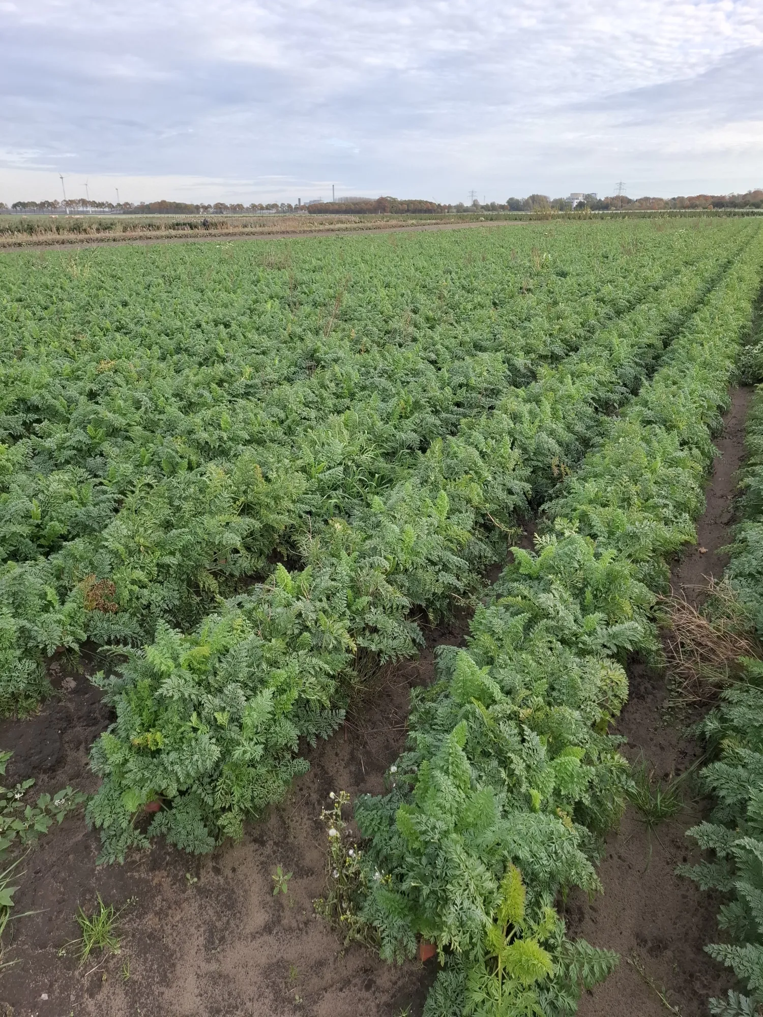 Komarno erwten te koop | Verse oogst