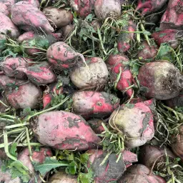 Buraki pastewne Foribo | Cena do uzgodnienia