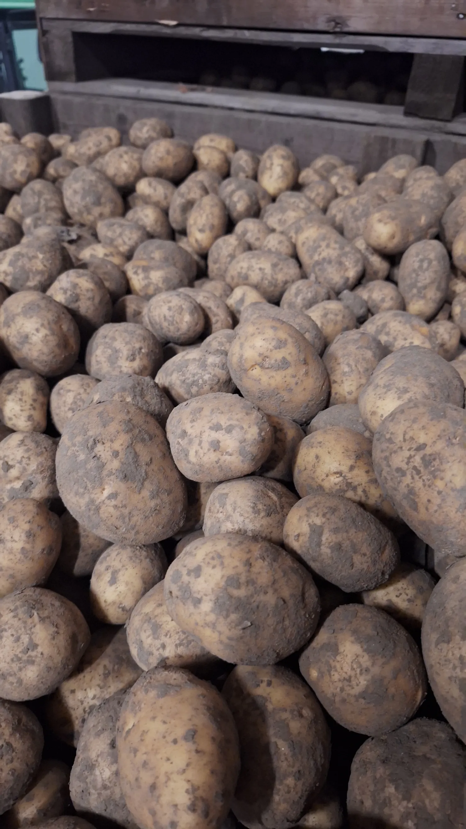 Agria Pootaardappelen te Koop | Diverse Maatsorteringen