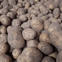 Agria Pootaardappelen te Koop | Diverse Maatsorteringen