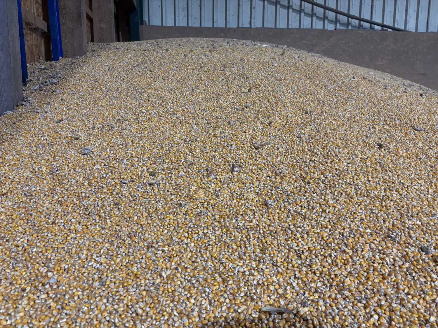 Купете царевица директно от фермата - 15 тона налични