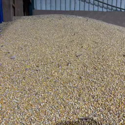 Купете царевица директно от фермата - 15 тона налични