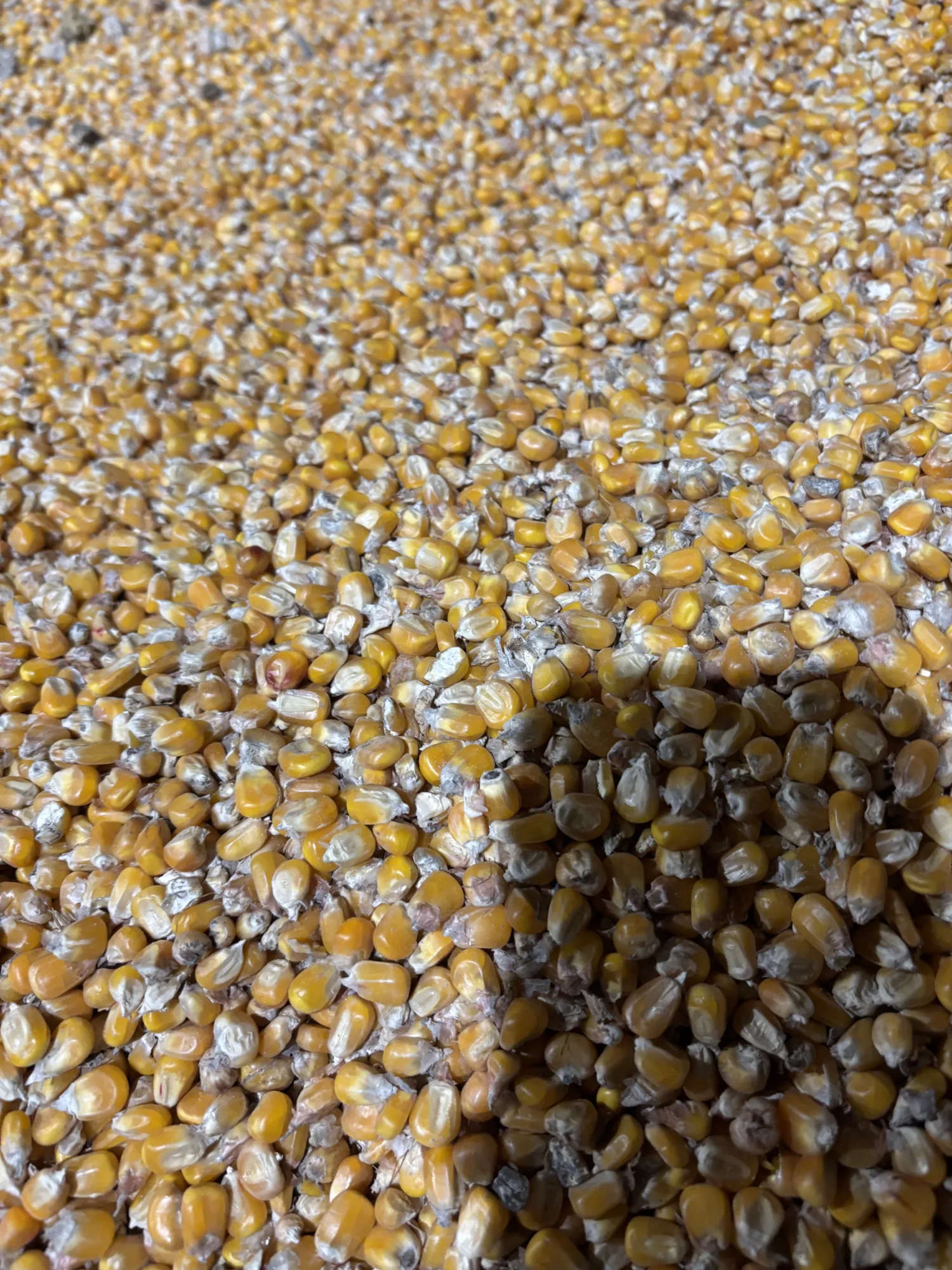 Купете царевица директно от фермата - 15 тона налични