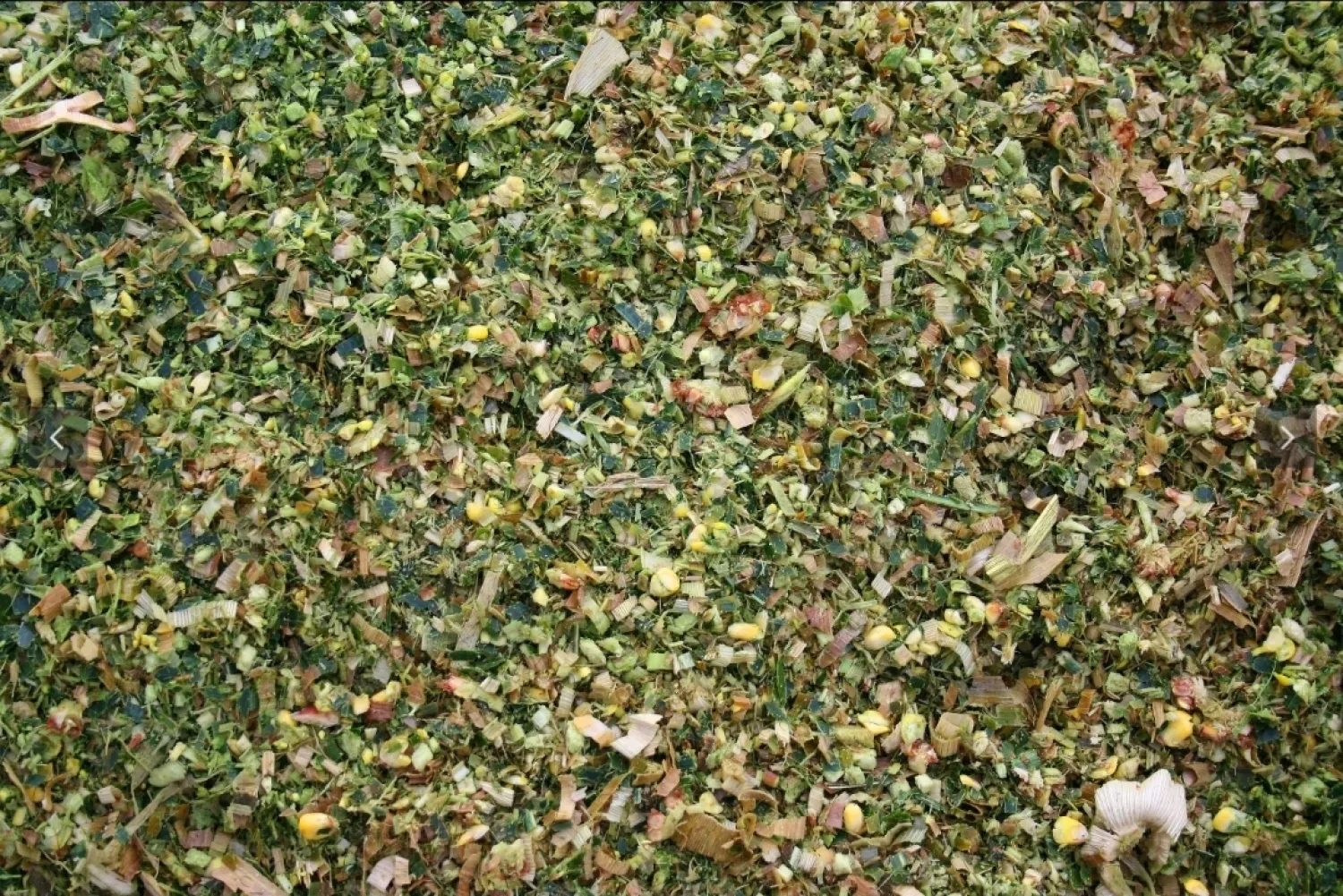 Silage Corn Harvest 2025, 1750t from Silo for 45 EUR/t