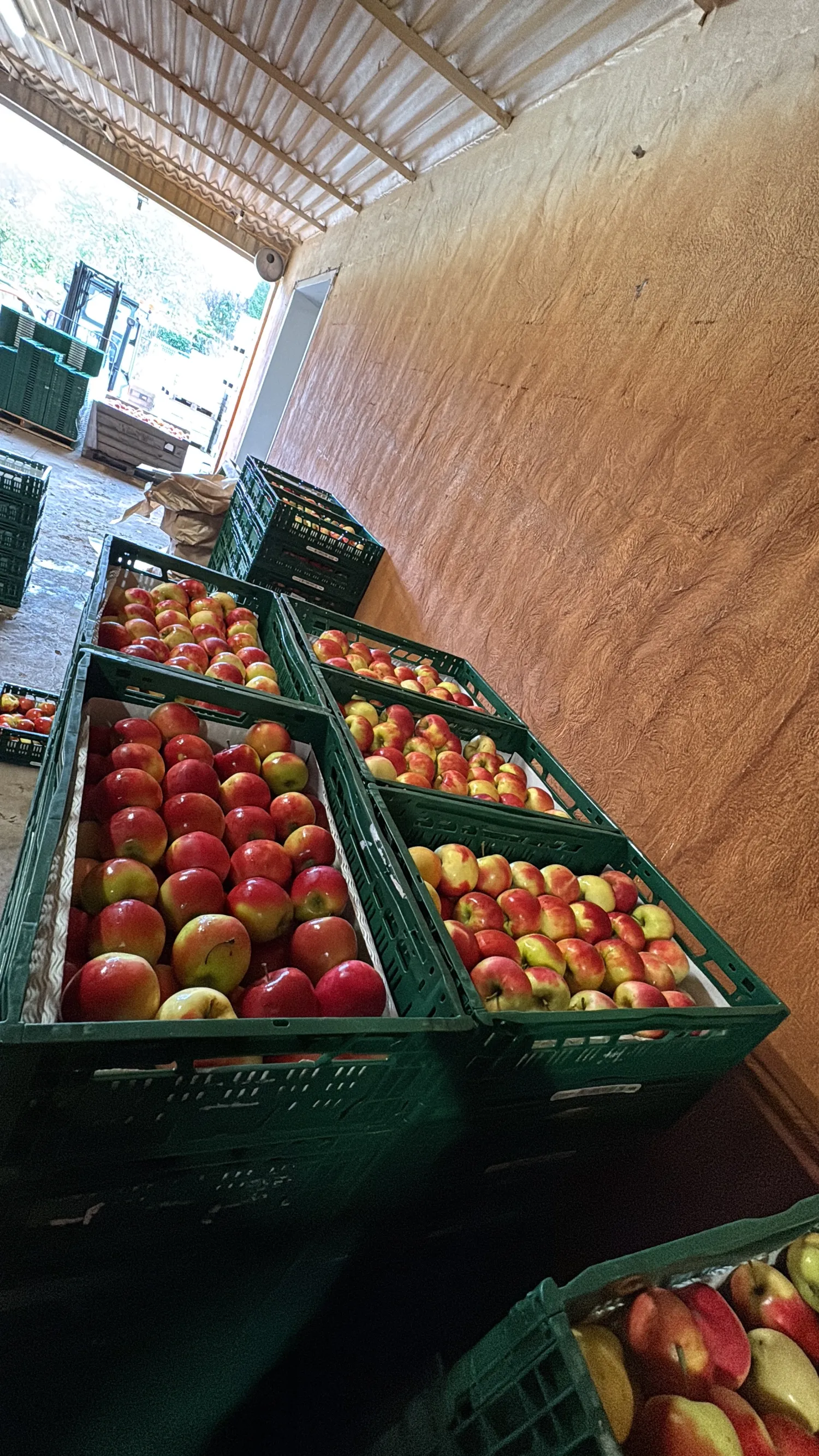 Holländische Elstar Äpfel | Premium Qualität