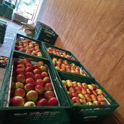 Holländische Elstar Äpfel | Premium Qualität