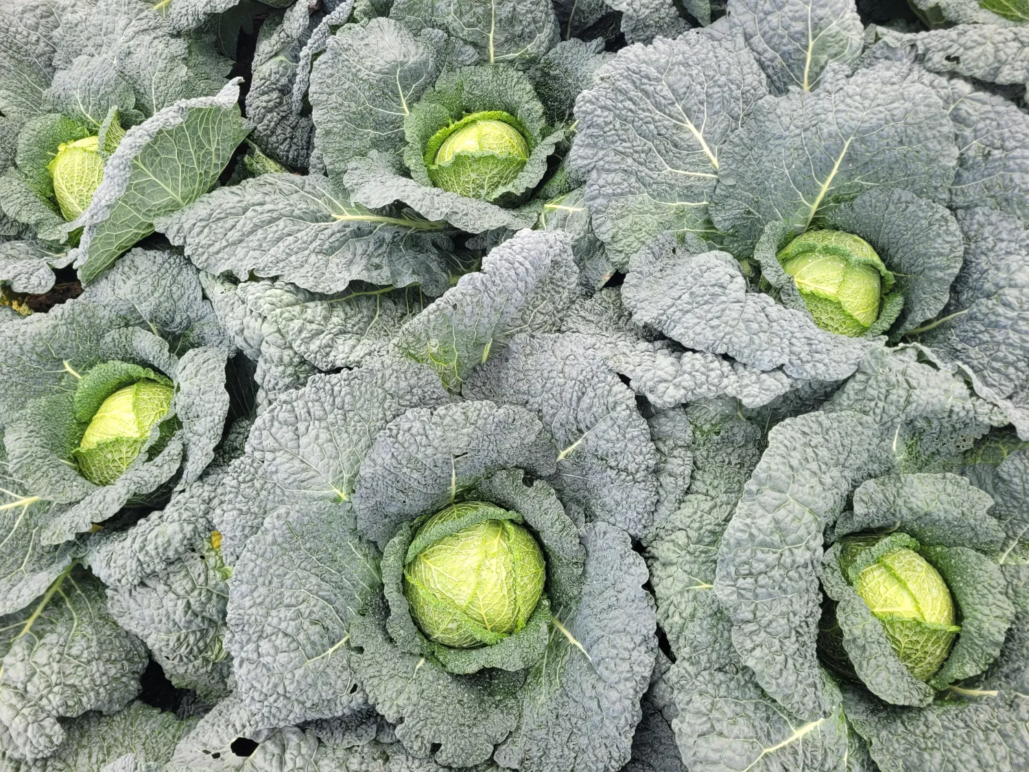 Био Савойско зеле, 50 т, седмица 48 – На едро