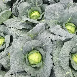 Био Савойско зеле, 50 т, седмица 48 – На едро