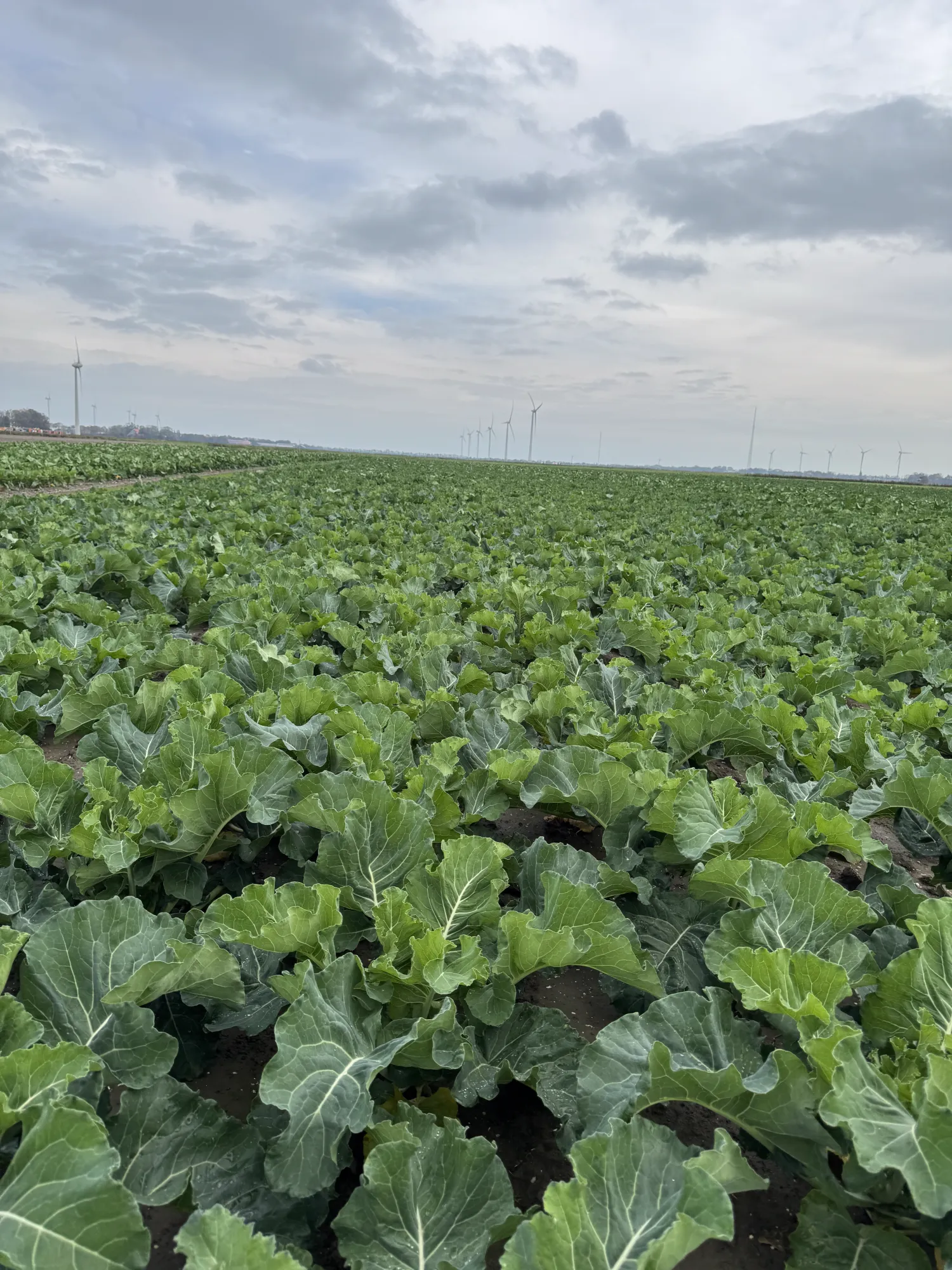 Vinterblomkål til salg: Frisk høstet marts-maj