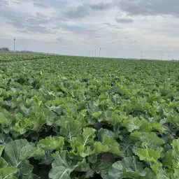 Vinterblomkål til salg: Frisk høstet marts-maj