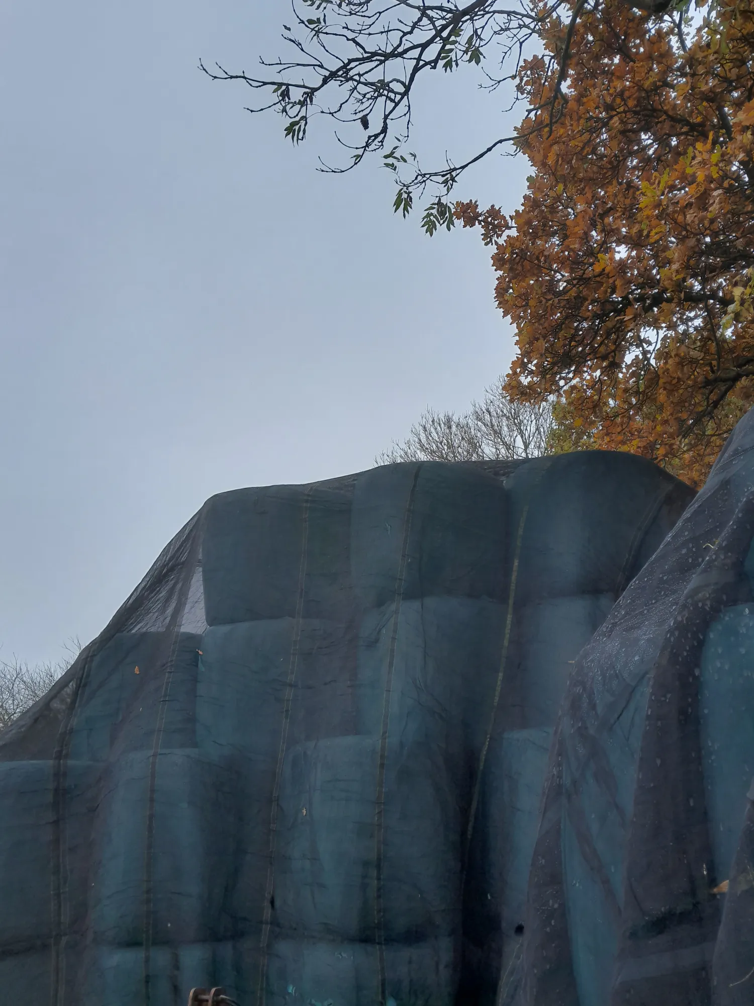 Top kwaliteit kuilvoer juni 2025, 125cm balen