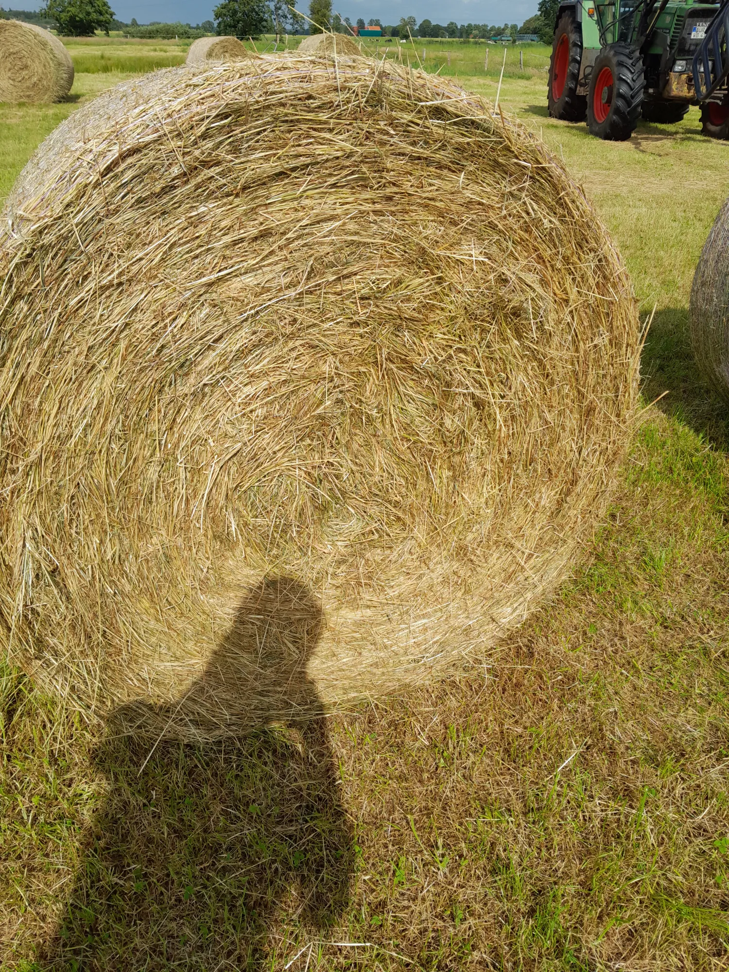 Top kwaliteit kuilvoer juni 2025, 125cm balen