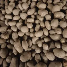 Cartofi Fontane – Calitate Superioară, Direct de pe Câmp