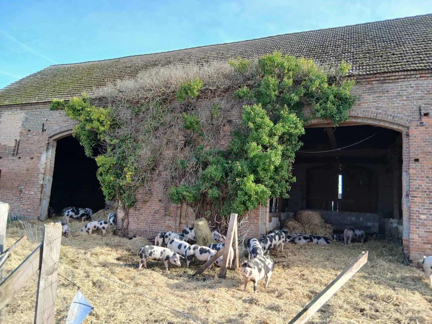 Organic Bunte Bentheimer Pigs For Sale